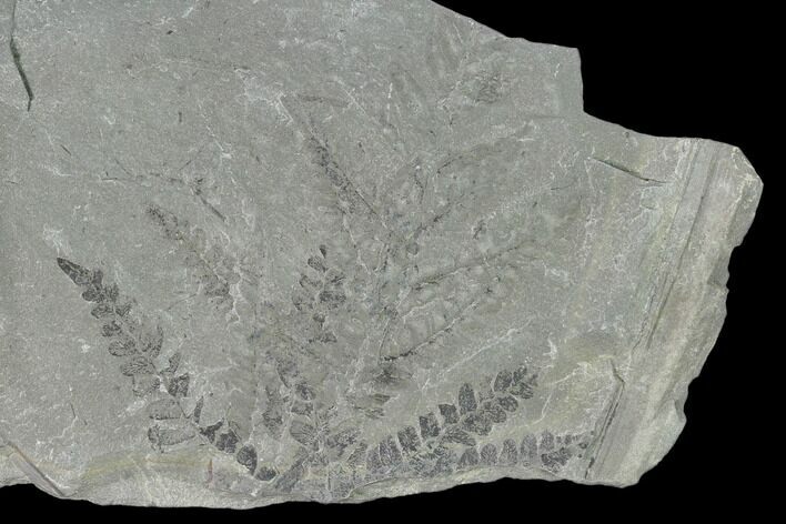 Pennsylvanian Fossil Fern (Neuropteris) Plate - Kentucky #158727